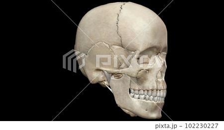 The human skull consists of 22 bones which are mostly connected The human skull consists of 22 bones which are mostly connected 102230227