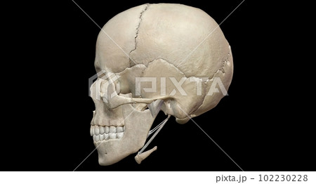 The human skull consists of 22 bones which are mostly connected The human skull consists of 22 bones which are mostly connected 102230228
