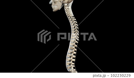 Lateral and Posterior Views of the Spine Lateral and Posterior Views of the Spine 102230229