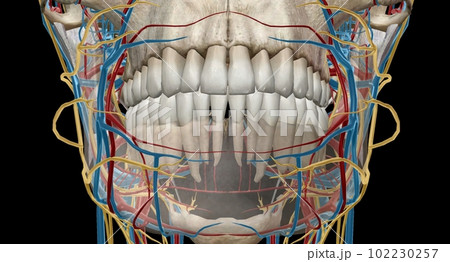 The inferior alveolar artery mainly perfuses the lower jaw, incl 102230257