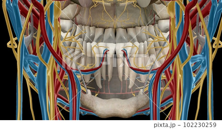 The inferior alveolar artery mainly perfuses the lower jaw, incl 102230259