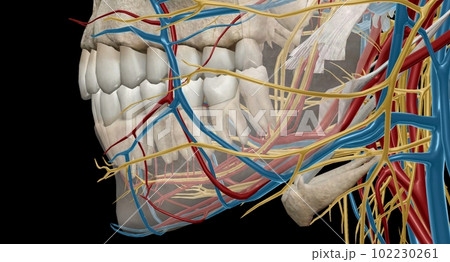 The inferior alveolar artery mainly perfuses the lower jaw, incl 102230261