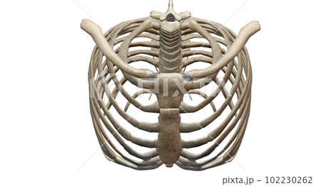 The sternum and twelve pairs of ribs and their costal cartilages 102230262