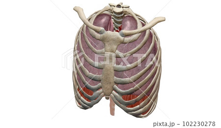 Your thoracic cavity is a space in your chest that contains orga Your thoracic cavity is a space in your chest that contains orga 102230278