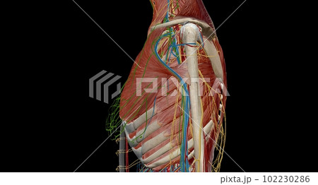 The thorax or chest is a part of the anatomy of humans, mammals, The thorax or chest is a part of the anatomy of humans, mammals, 102230286