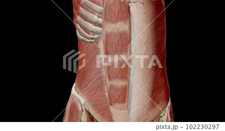 The abdomen is the part of the body between the thorax (chest) and pelvis, in humans and in other vertebrates. 102230297