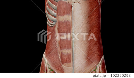 The abdomen is the part of the body between the thorax (chest) and pelvis, in humans and in other vertebrates. 102230298