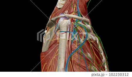The axilla is the name given to an area that lies underneath the glenohumeral joint, at the junction of the upper limb and the thorax The axilla is the name given to an area that lies underneath the glenohumeral joint, at the junction of the upper limb and the thorax 102230312