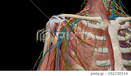 The axilla is the name given to an area that lies underneath the glenohumeral joint, at the junction of the upper limb and the thorax The axilla is the name given to an area that lies underneath the glenohumeral joint, at the junction of the upper limb and the thorax 102230314