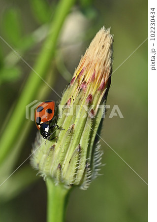 テントウムシ（ナナホシテントウ） 102230434