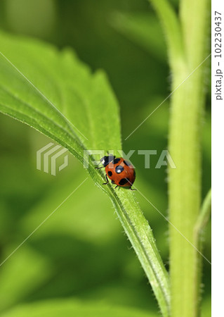 テントウムシ（ナナホシテントウ） 102230437