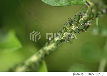 アブラムシ 102230462