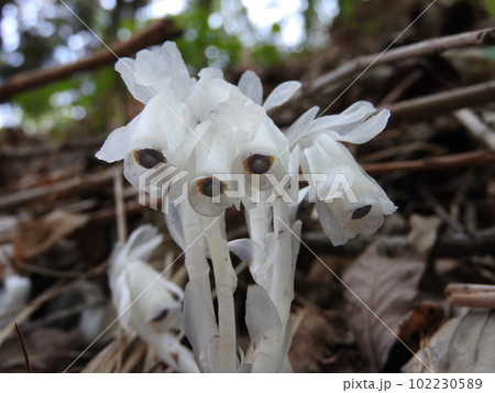 光合成をしない白い腐生植物「ギンリョウソウ」 光合成をしない白い腐生植物「ギンリョウソウ」 102230589