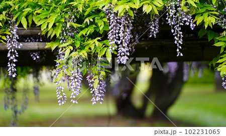 浜離宮恩賜庭園の藤棚を久しぶりに散策し、癒されました。 浜離宮恩賜庭園の藤棚を久しぶりに散策し、癒されました。 102231065