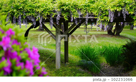 浜離宮恩賜庭園の藤棚を久しぶりに散策し、癒されました。 102231066