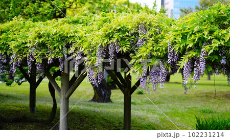 浜離宮恩賜庭園の藤棚は、新緑に囲まれ、爽やかなオアシス空間 102231214
