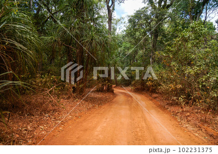 オーストラリア最北部の鬱蒼とした森を走る風景 102231375