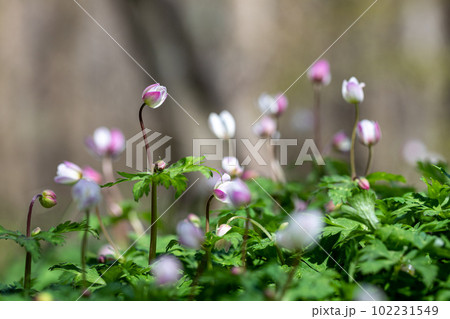 春の妖精:ニリンソウ 撮影地:岐阜県高山市奥飛騨温泉郷 春の妖精:ニリンソウ 撮影地:岐阜県高山市奥飛騨温泉郷 102231549