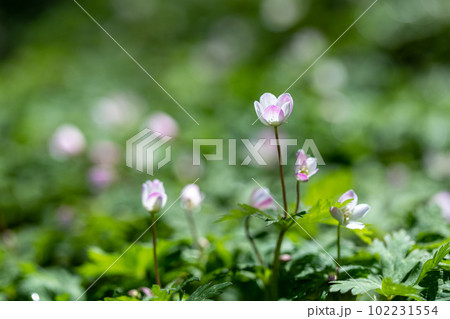 春の妖精：ニリンソウ　撮影地：岐阜県高山市奥飛騨温泉郷 102231554