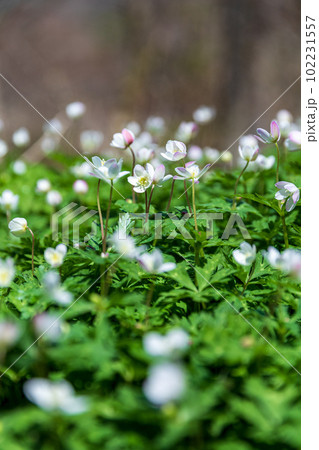 春の妖精：ニリンソウ　撮影地：岐阜県高山市奥飛騨温泉郷 102231557