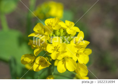 陽射を受けるハクサイの花 102231694