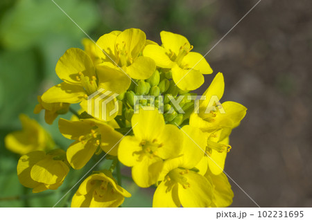 陽射を受けるハクサイの花 102231695