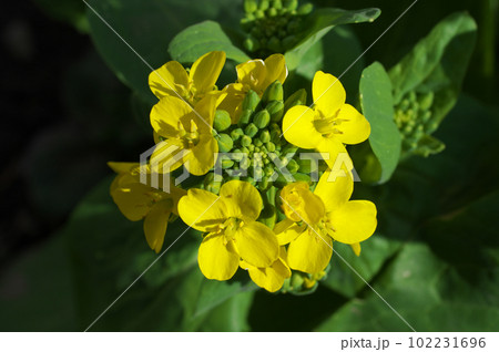 陽射を受けるハクサイの花 陽射を受けるハクサイの花 102231696