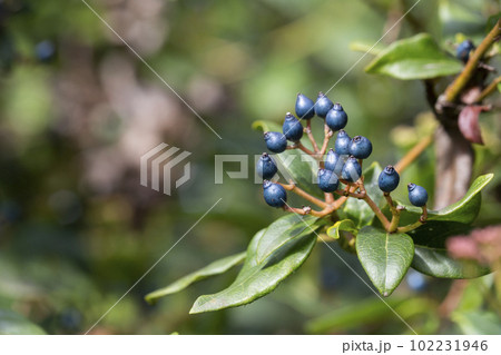 The decorative blue black berries of Viburnum tinus 'Eve Price'. A small evergreen winter flowering shrub 102231946