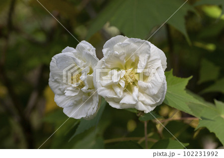 Rose flower rugosa white, grow in the garden. Rose flower rugosa white, grow in the garden. 102231992