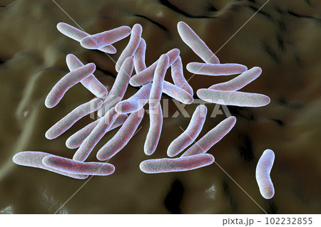 Pseudoalteromonas tetraodonis bacteria, 3D illustration. Marine bacteria living in surface slime of the puffer fish and secreting neurotoxin, tetrodotoxin 102232855