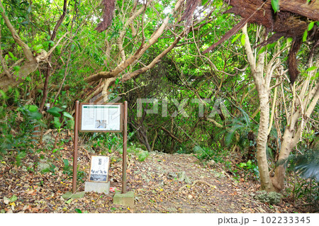 沖縄の藪地洞穴遺跡 沖縄の藪地洞穴遺跡 102233345