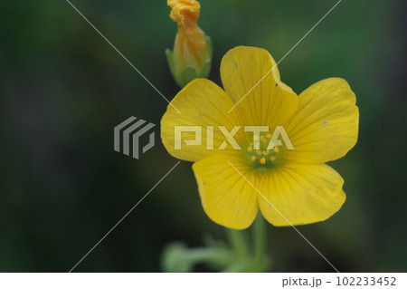カタバミの花 102233452