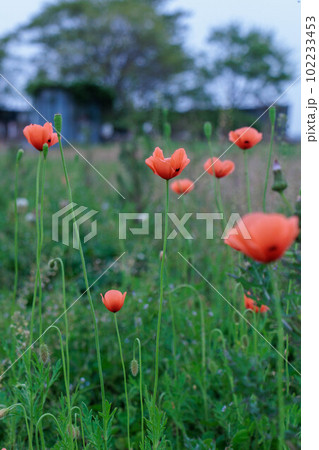 ひなげしの花 102233453