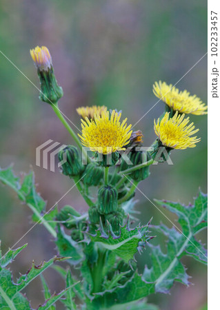 朝露に濡れるオニゲシの花 朝露に濡れるオニゲシの花 102233457