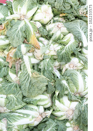 キムチの材料として積まれた大量の白菜（韓国） 102233575