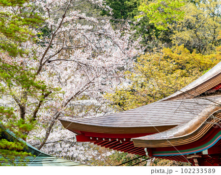 日本の春の景色　神社の穏やかな屋根のカーブと満開の桜 102233589