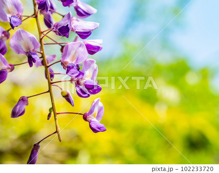 春らんまん　満開の藤の花 102233720