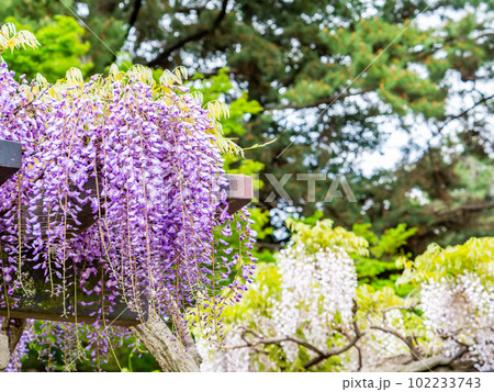 春らんまん　満開の藤の花 102233743