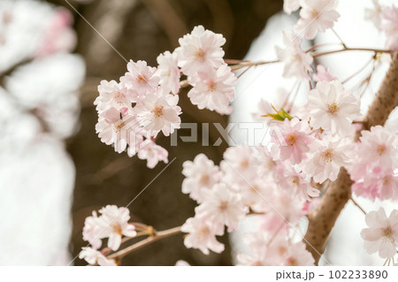 桜の花 102233890