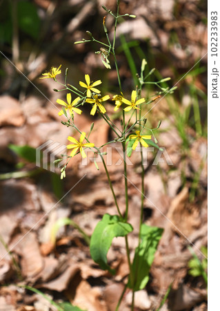 ニガナの花 102233983
