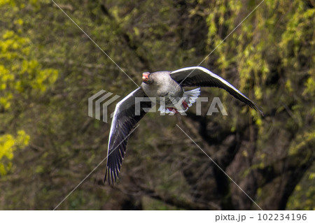 The flying greylag goose, Anser anser is a species of large goose 102234196