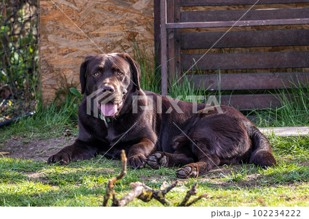Labrador retriever, Canis lupus familiaris on a grass field. Healthy chocolate brown labrador retriever 102234222