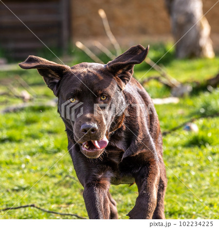 Labrador retriever, Canis lupus familiaris on a grass field. Healthy chocolate brown labrador retriever 102234225