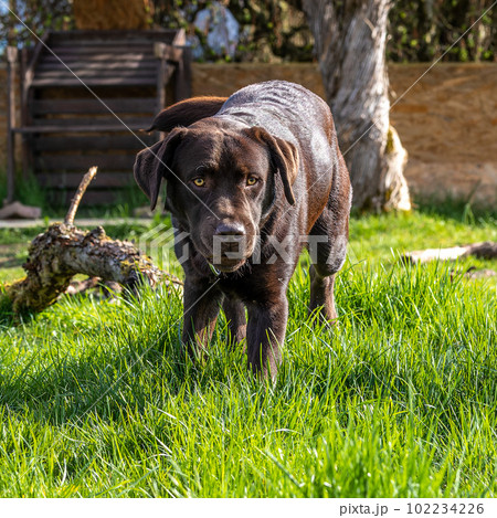 Labrador retriever, Canis lupus familiaris on a grass field. Healthy chocolate brown labrador retriever Labrador retriever, Canis lupus familiaris on a grass field. Healthy chocolate brown labrador retriever 102234226