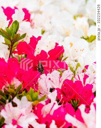 春本番 カラフルなツツジの美しい景色 春本番 カラフルなツツジの美しい景色 102234426