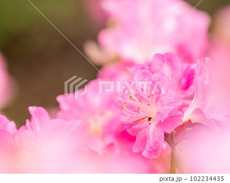 春本番 カラフルなツツジの美しい景色 春本番 カラフルなツツジの美しい景色 102234435