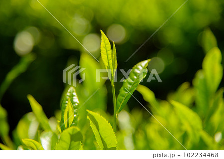 お茶の新芽2 お茶の新芽2 102234468