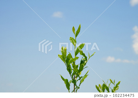 お茶の新芽9 お茶の新芽9 102234475