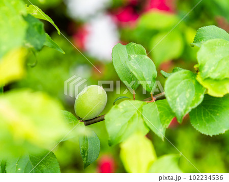 春の景色　実り始めた梅の実 102234536