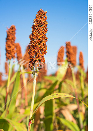 Sorghum or Millet field agent blue sky background Sorghum or Millet field agent blue sky background 102234594